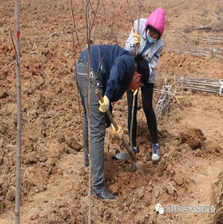 贝特环保开展“积极参加义务植树,建设美丽贝特环保”活动